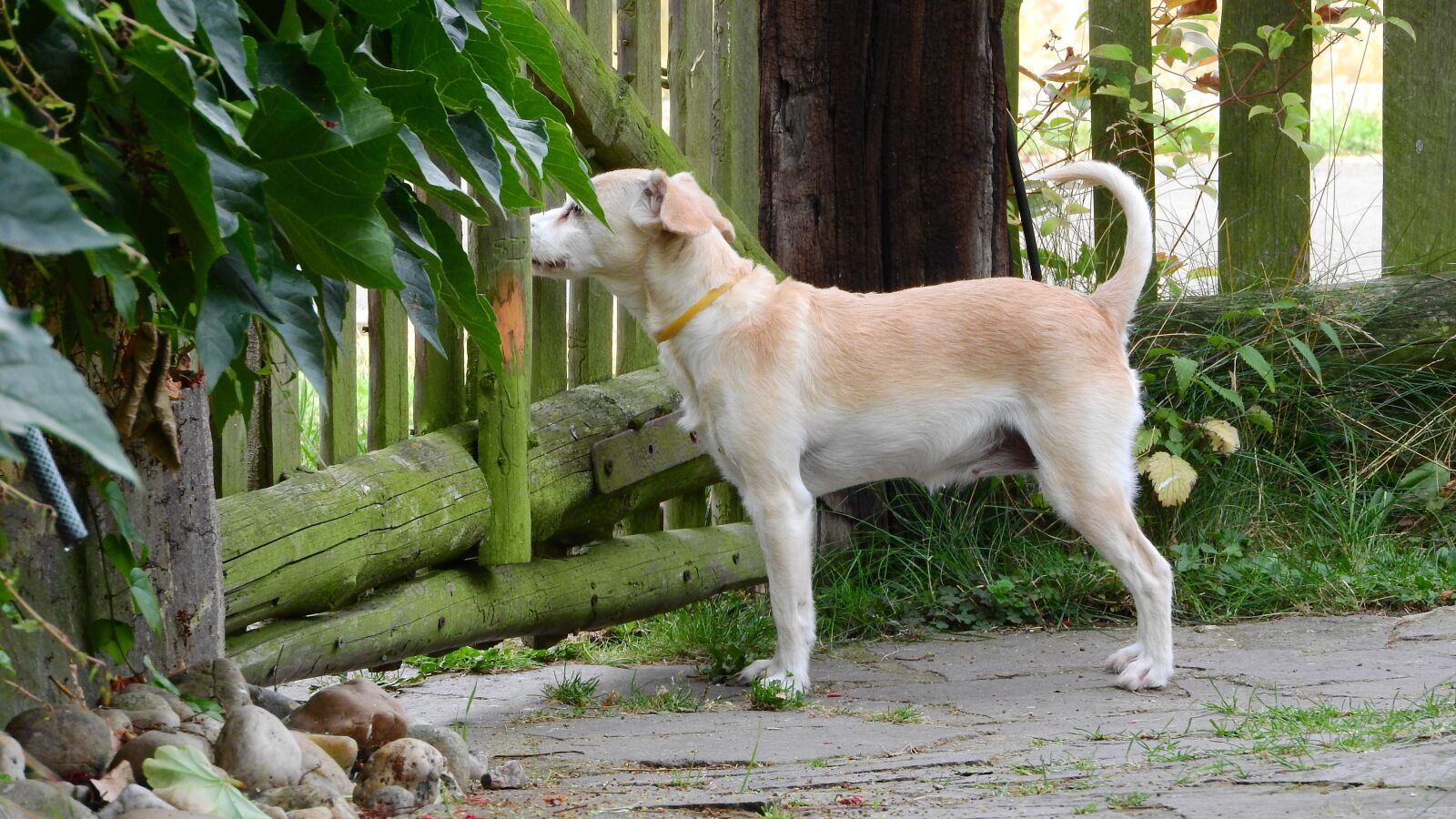 Nikon Coolpix P610 sample photo. Dog, dog fence, guard photography