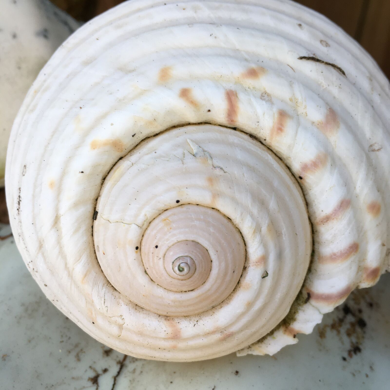 iPhone SE back camera 4.15mm f/2.2 sample photo. Shell, spiral, seashell photography