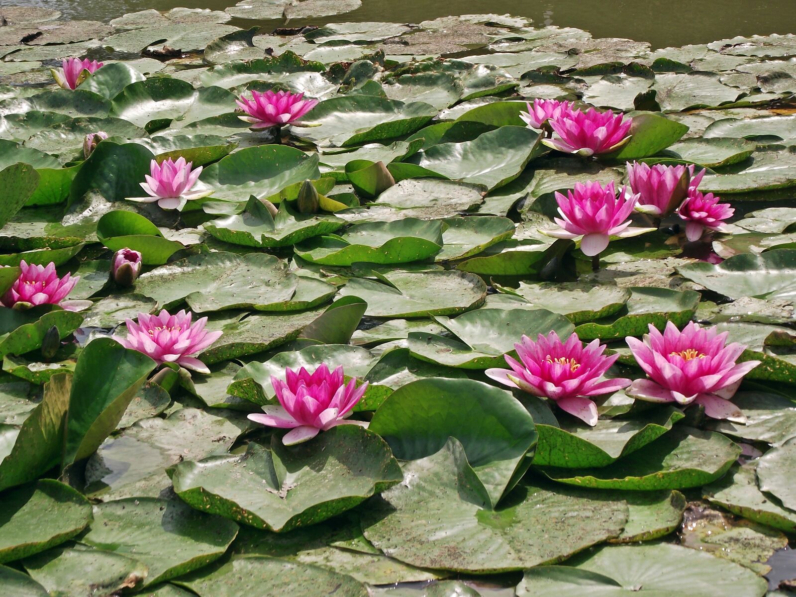 FujiFilm FinePix S1600 (FinePix S1770) sample photo. Water lilies, flower, plant photography