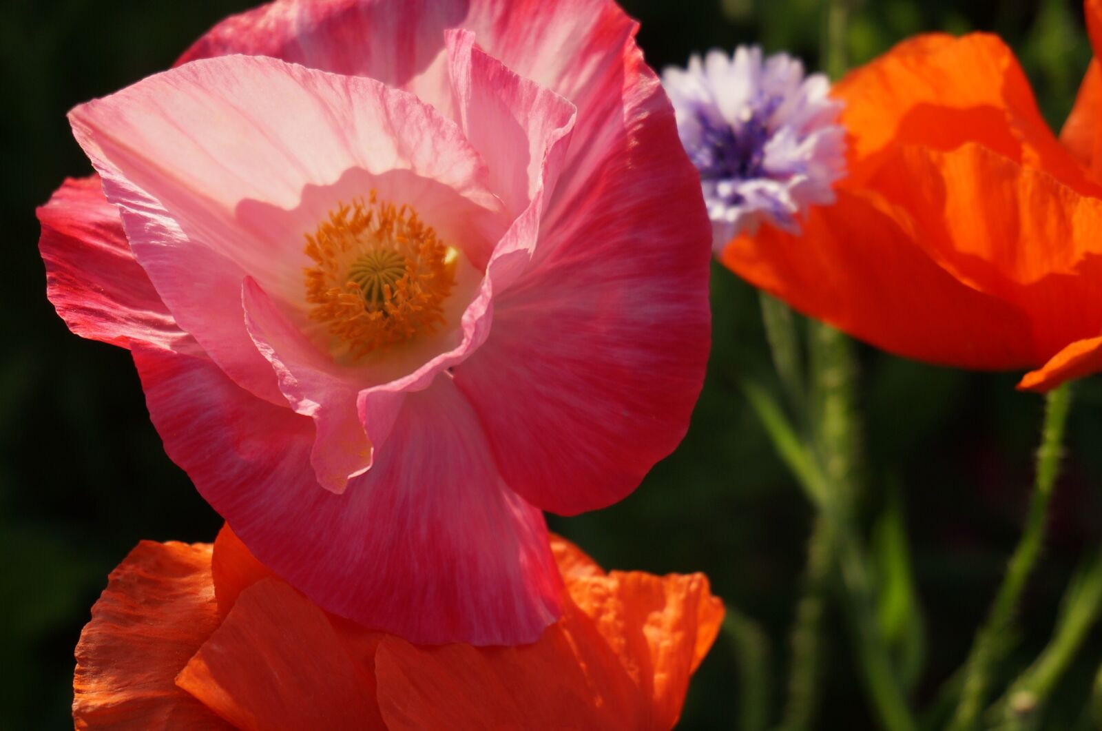 Sony Alpha NEX-3N sample photo. Wildflowers, poppies, flowers photography