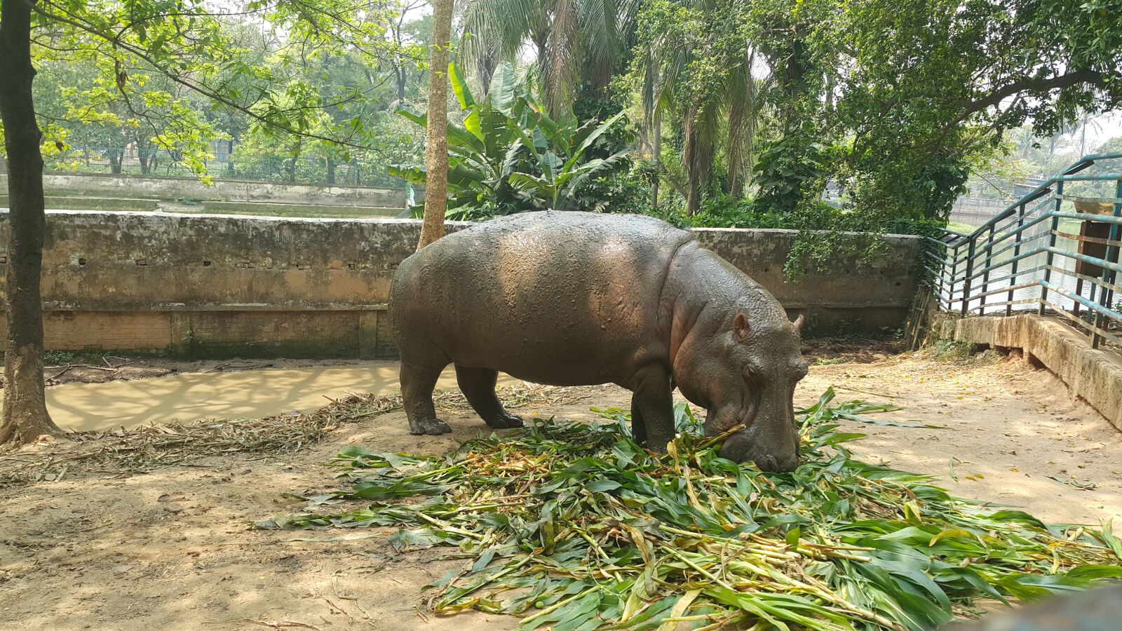 Samsung Galaxy Note4 sample photo. Rhinoceros, rhino, horn photography