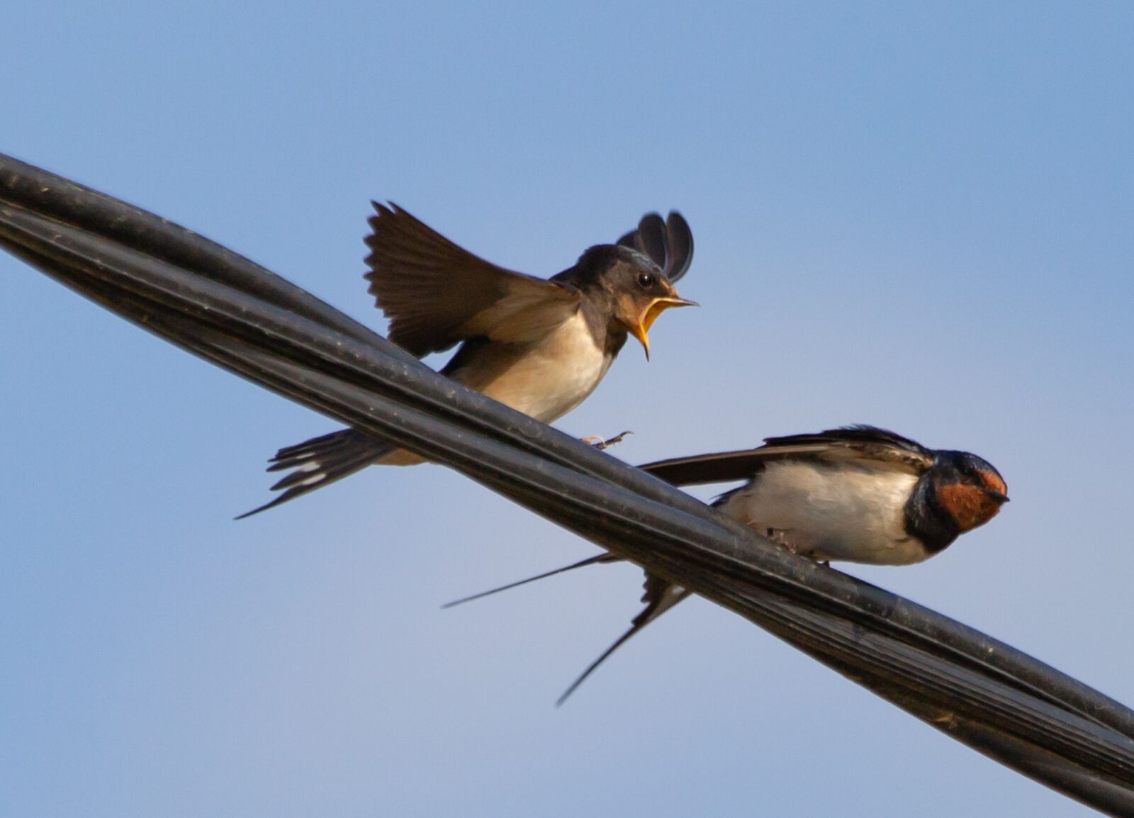 150-600mm F5-6.3 DG OS HSM | Contemporary 015 sample photo. Swallow on a wire photography