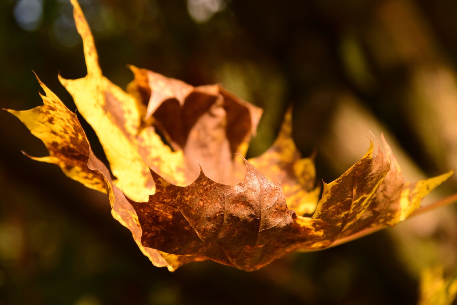 Nikon D3300 sample photo. Maple leaf, autumn, leaves photography