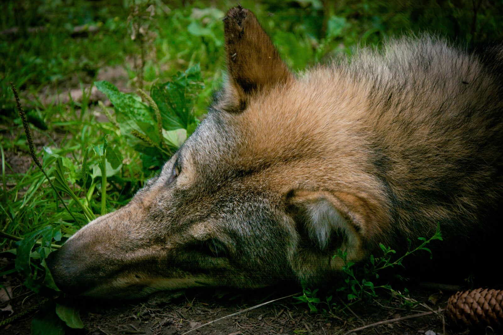 Nikon D7100 sample photo. Wolf, head, fur photography