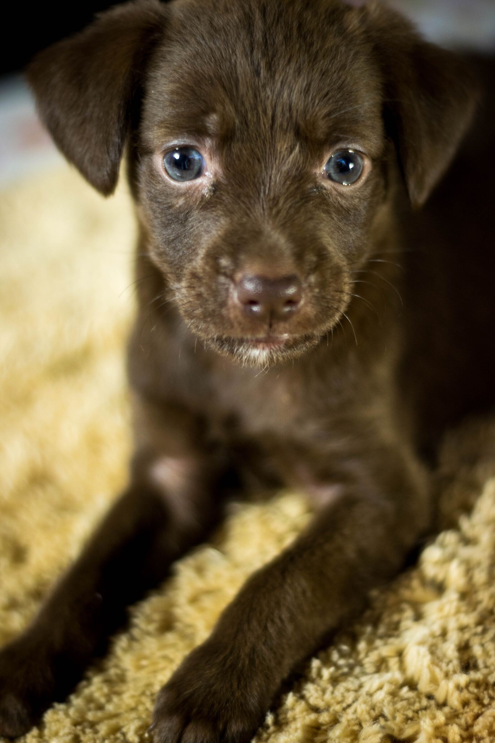 Nikon D5300 sample photo. Dog, puppy, adoption photography