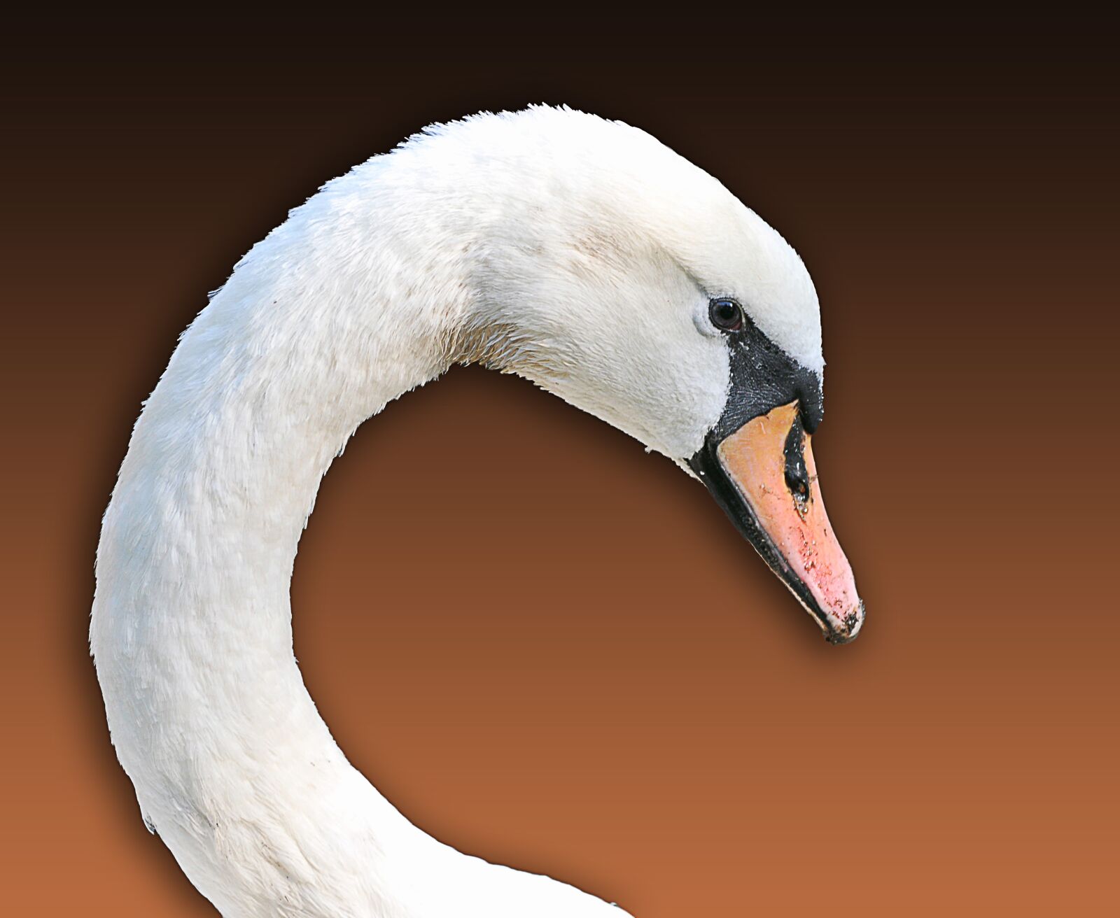 Nikon D5000 sample photo. Swan, animal shelter, wild photography