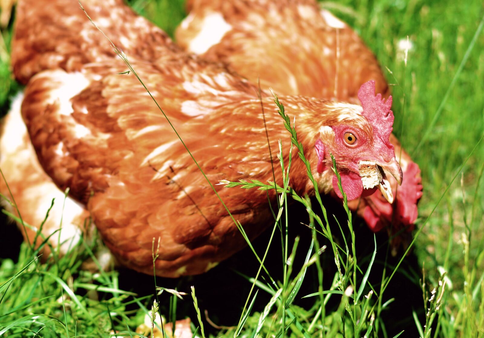 Nikon D5200 sample photo. Chickens, chicken feed, feeding photography