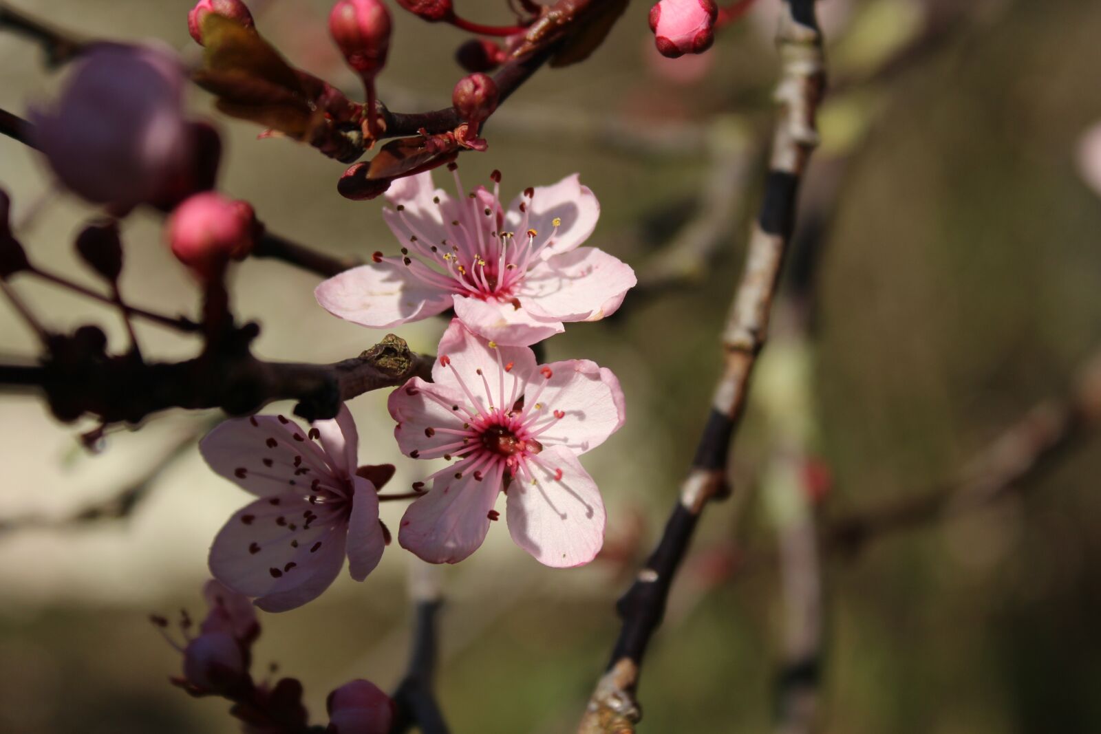 Canon EOS 1200D (EOS Rebel T5 / EOS Kiss X70 / EOS Hi) sample photo. Spring, blossom, park photography