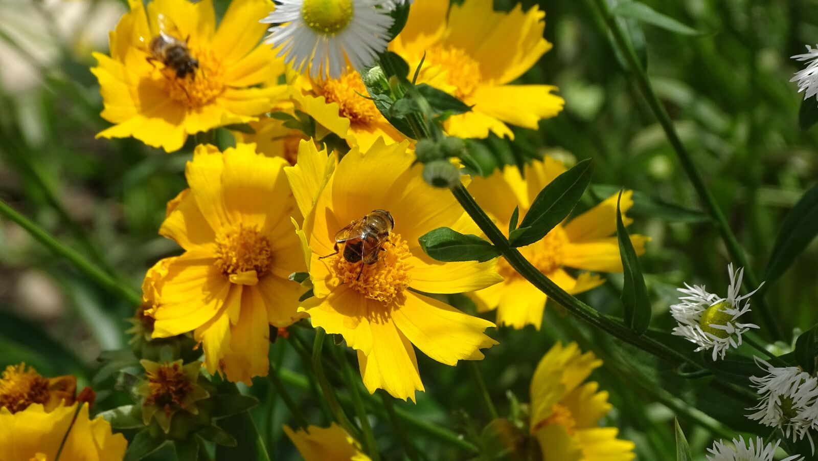 Sony DSC-HX400 sample photo. Bee, flowers, yellow photography