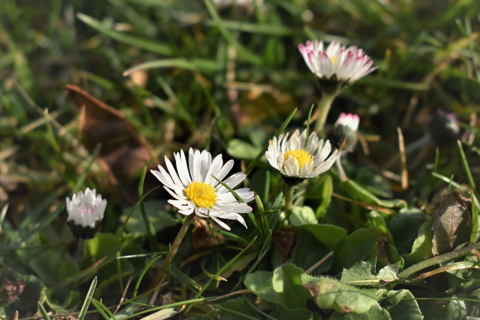 Nikon D5500 sample photo. Geiss floral, daisy, flower photography