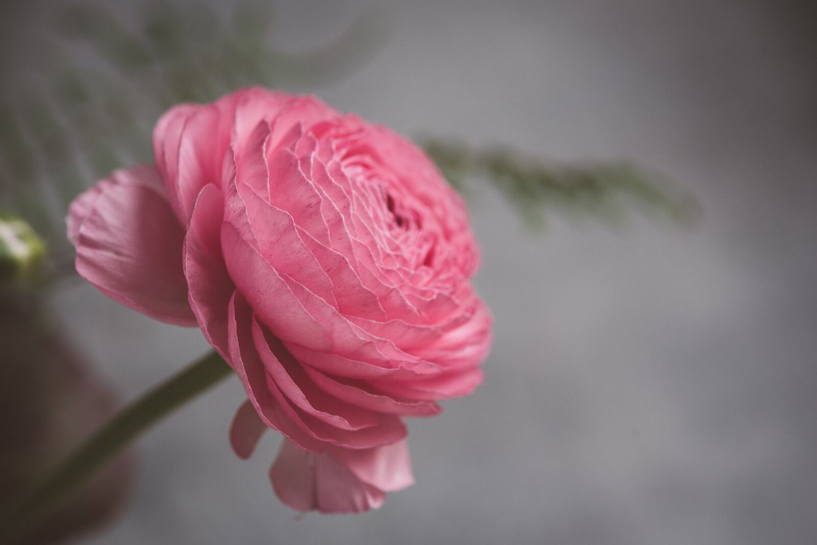Nikon D750 sample photo. Flower, ranunculus, blossom photography