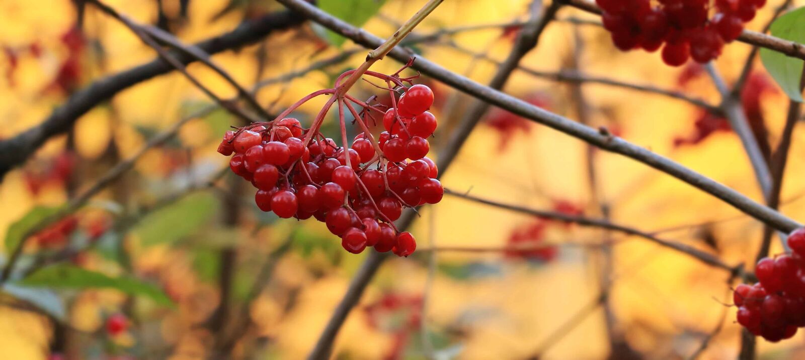 Canon EOS 80D sample photo. Shrub, berry, leaf, fruit photography