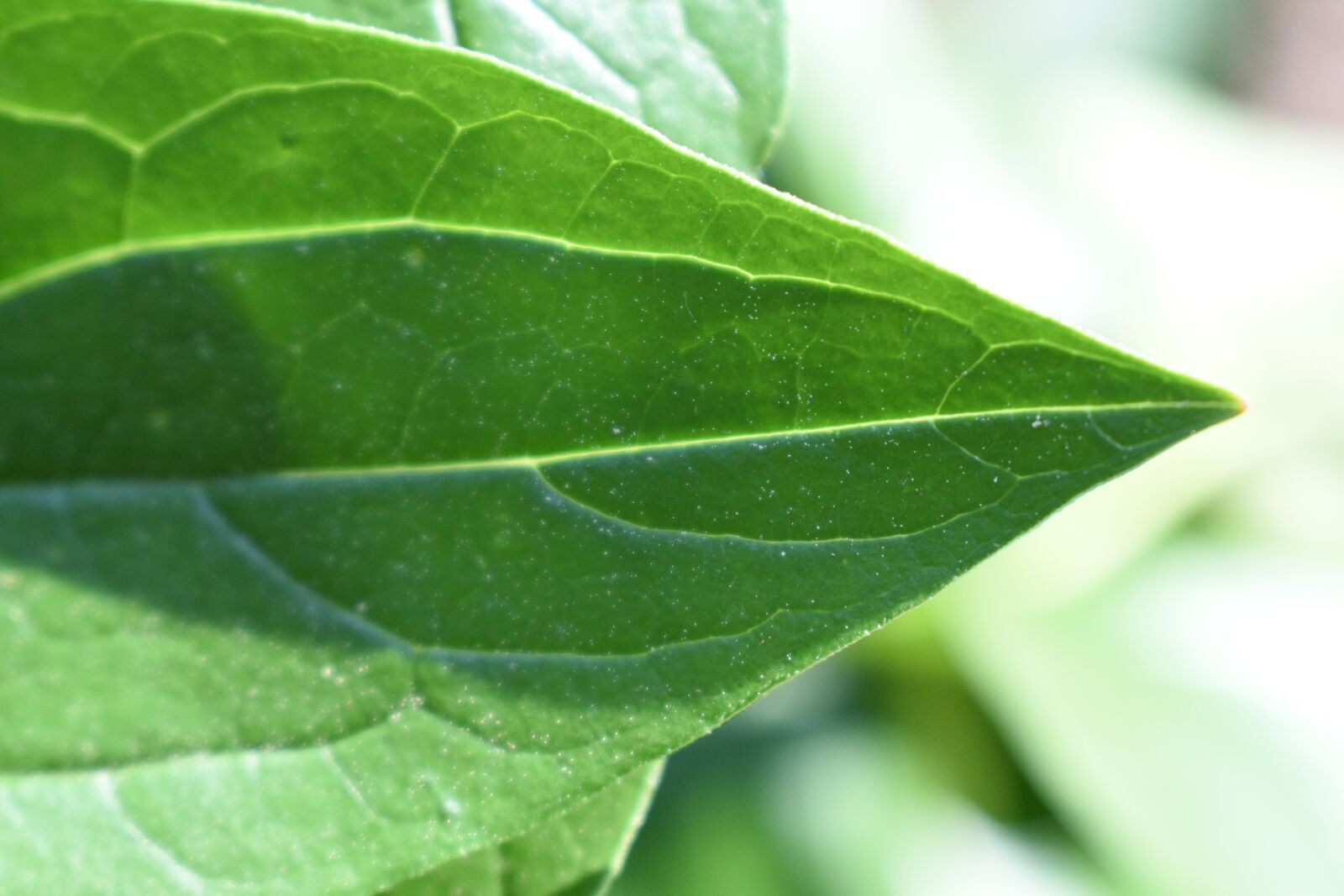 Nikon D3500 sample photo. Leaf, green, nature photography