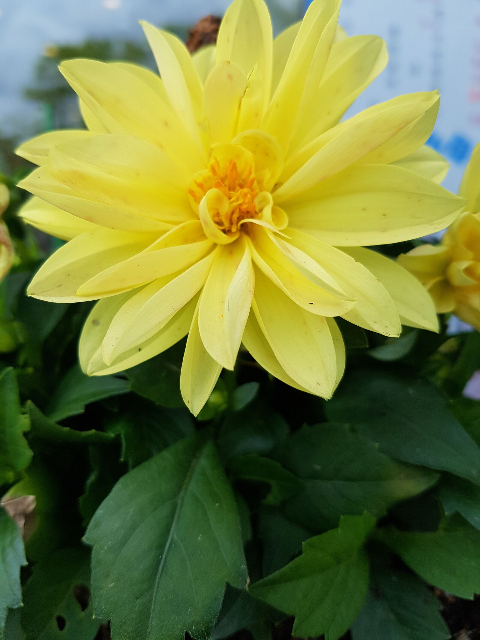 Samsung Galaxy S7 sample photo. Yellow flowers, beautiful flowers photography