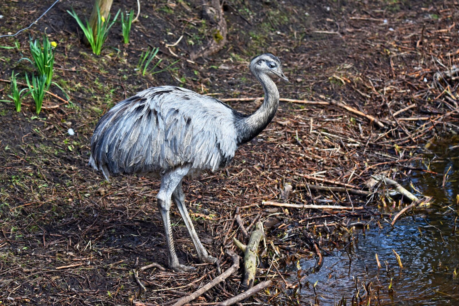 Nikon D750 sample photo. Greater rhea, nandu, bird photography