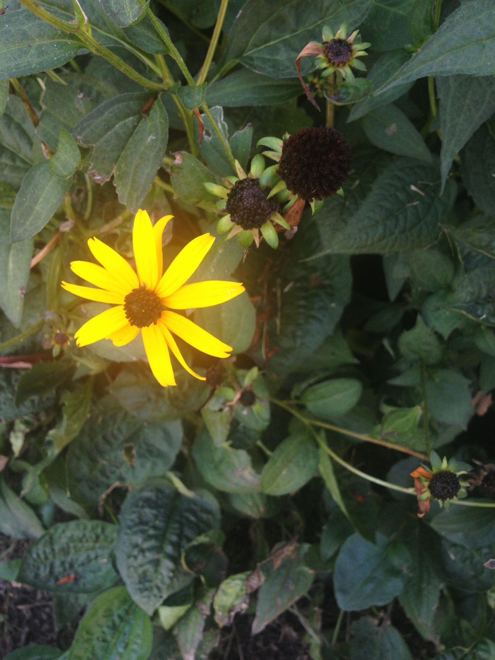 Apple iPhone 4S sample photo. Daisy, yellow, garden photography