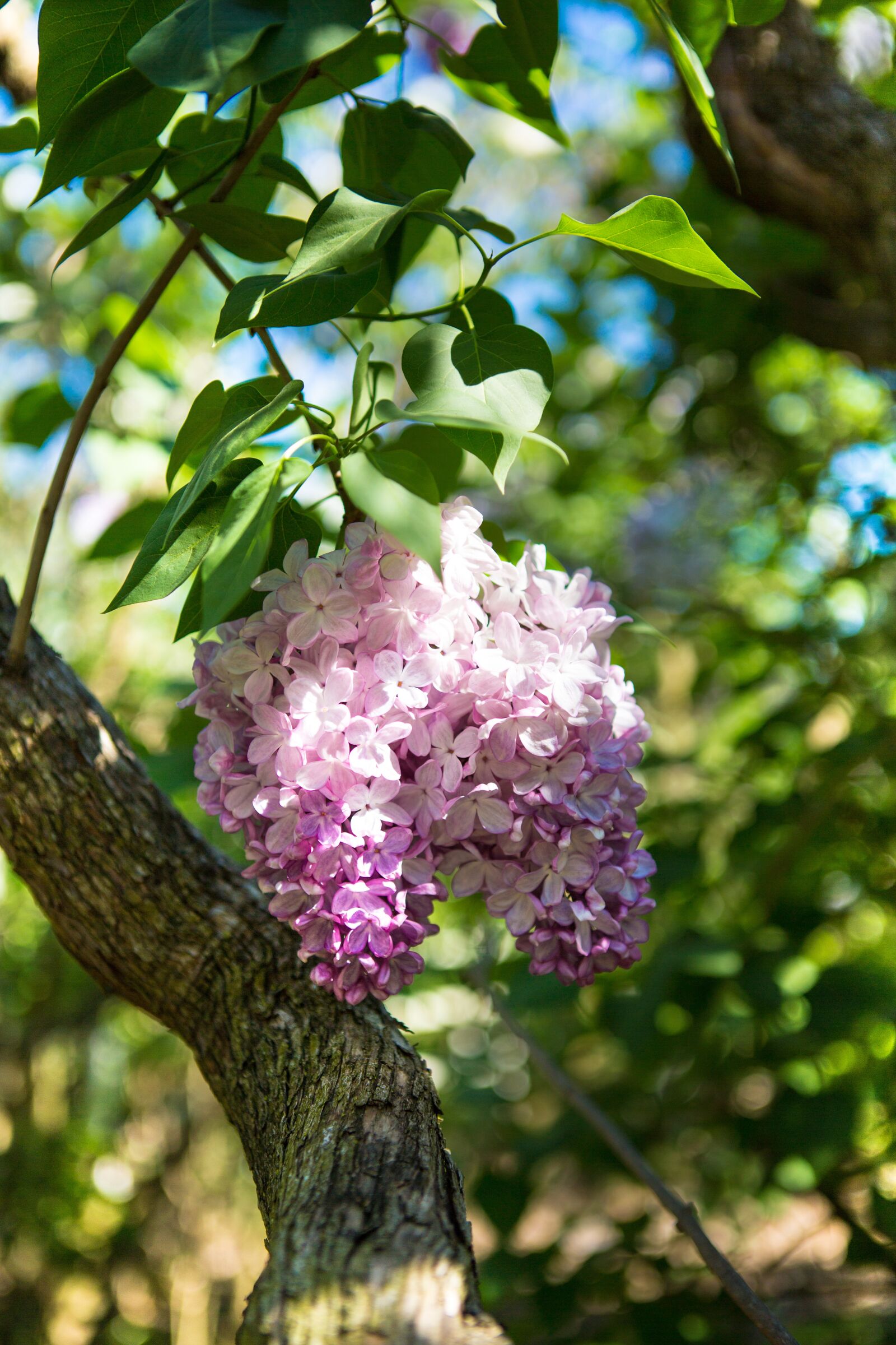 Canon EF 24-70mm F2.8L USM sample photo. Lilac, park, lilac flowers photography