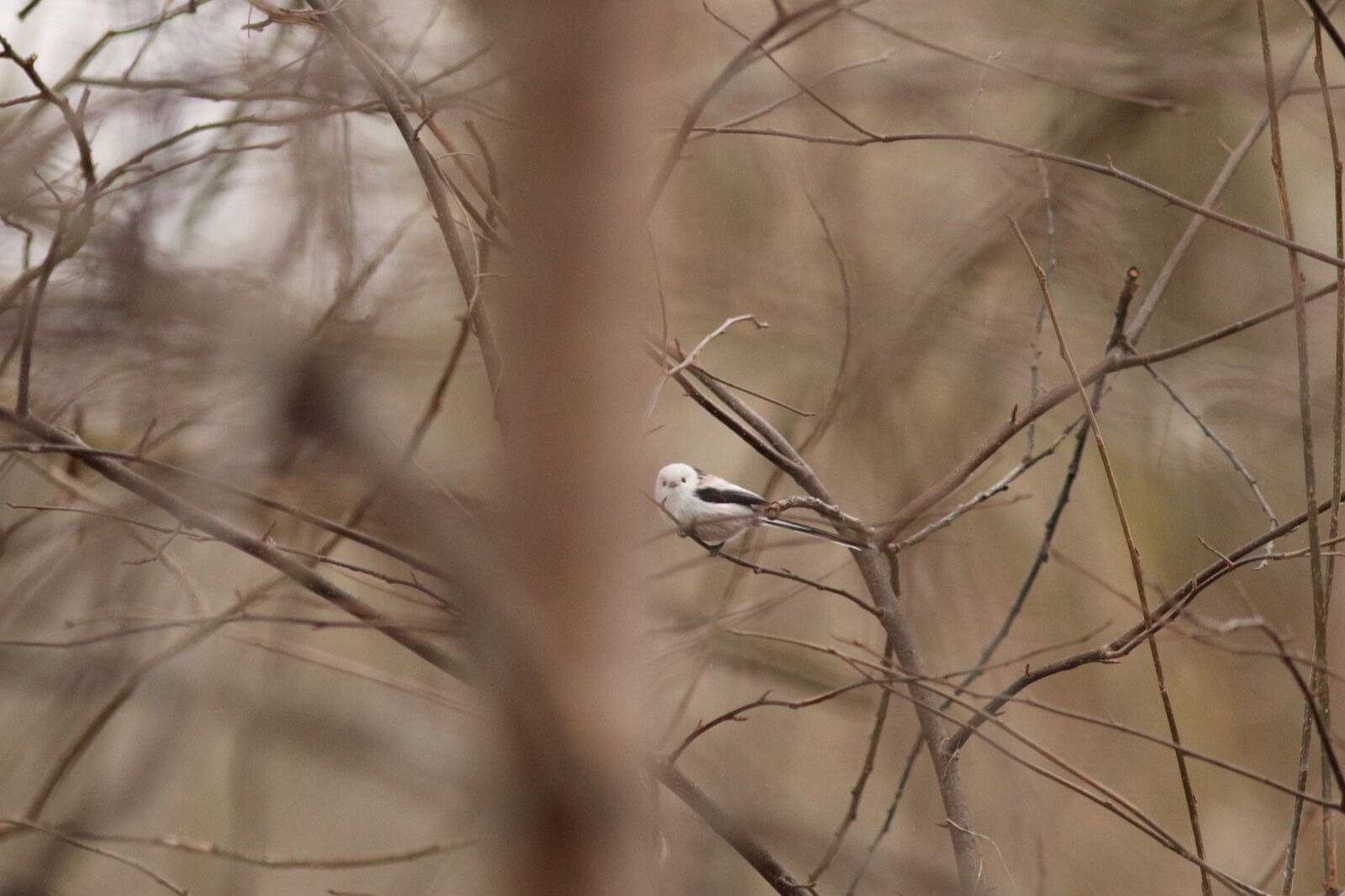 Canon EF 300mm F4L IS USM sample photo