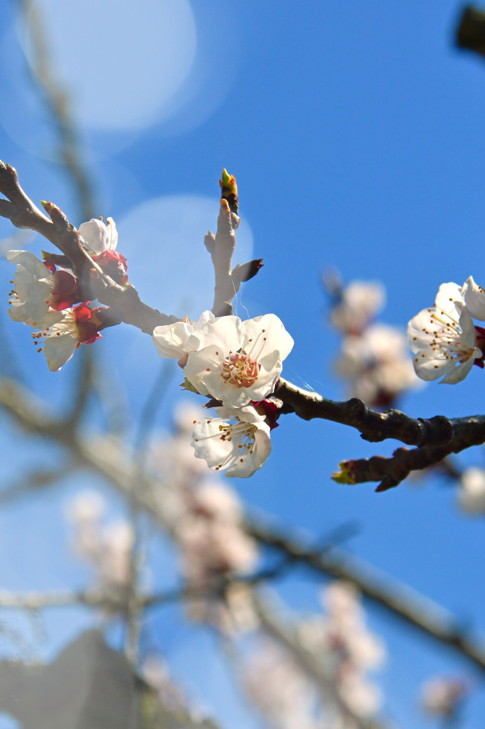 Nikon D3200 sample photo. Flower, cherry, plant photography