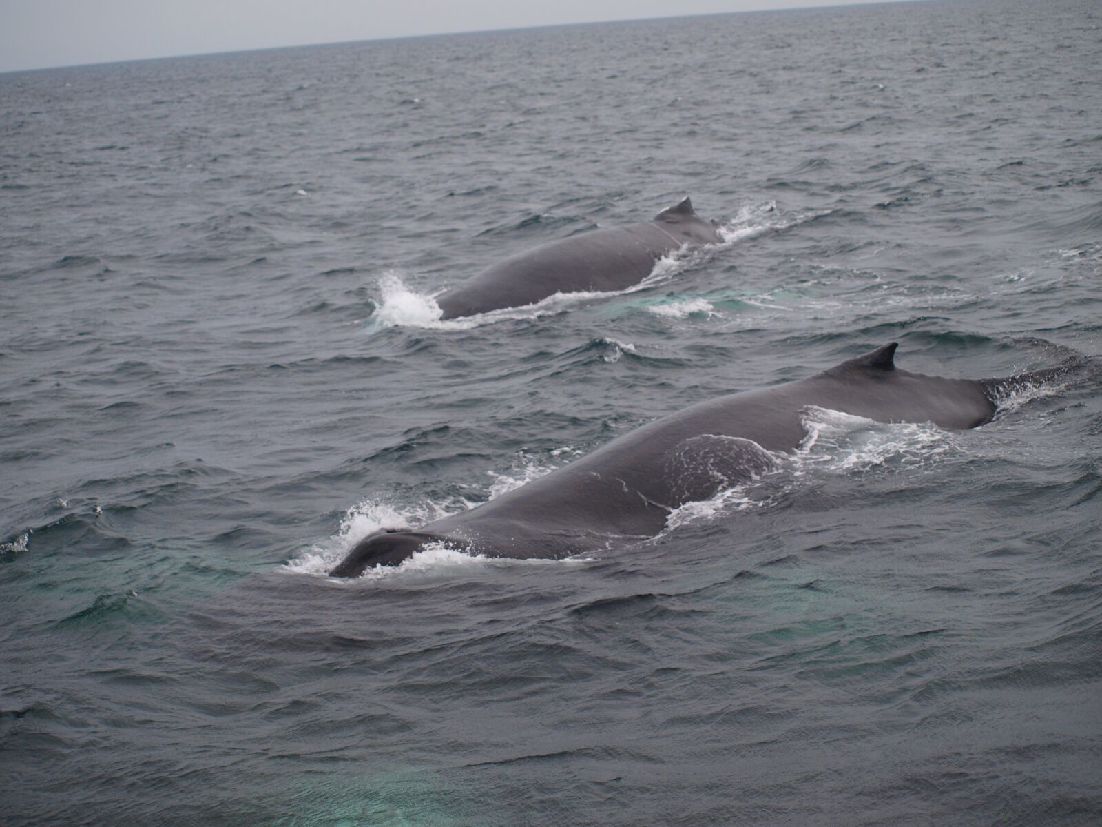 Olympus E-420 (EVOLT E-420) sample photo. Whales, baby, ocean photography