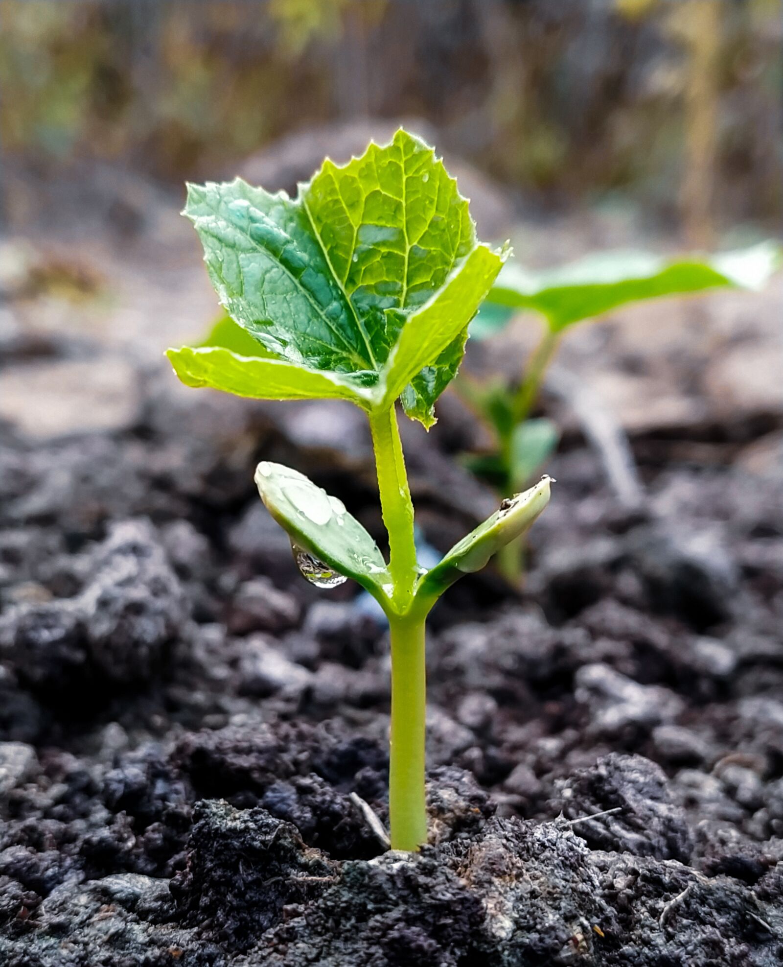 Xiaomi Mi A3 sample photo. Plant, planting, nature photography