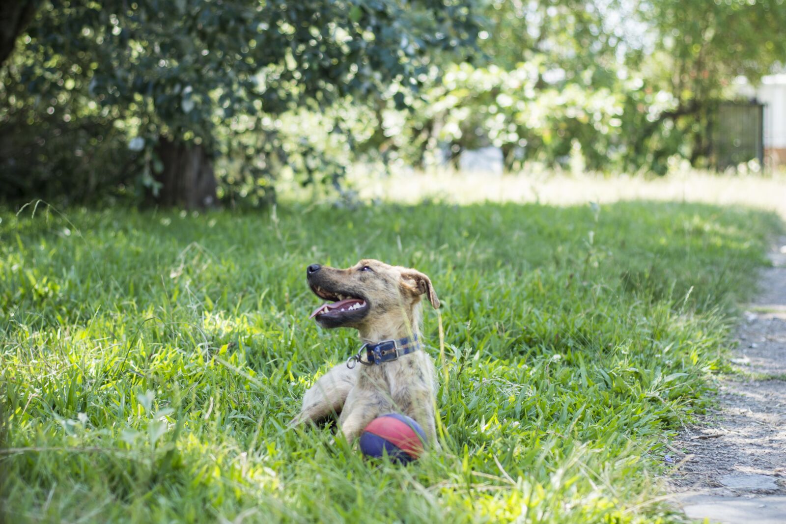 Nikon D5200 sample photo. Dog, field, animals photography