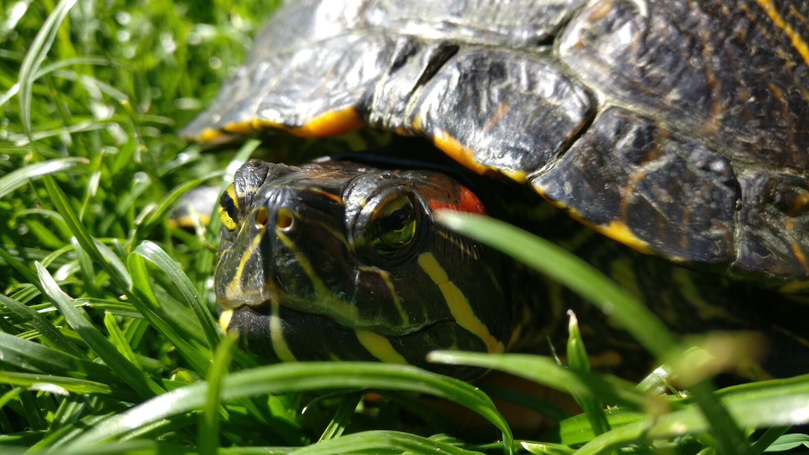 OnePlus A3003 sample photo. Turtle, red-eared slider turtle photography
