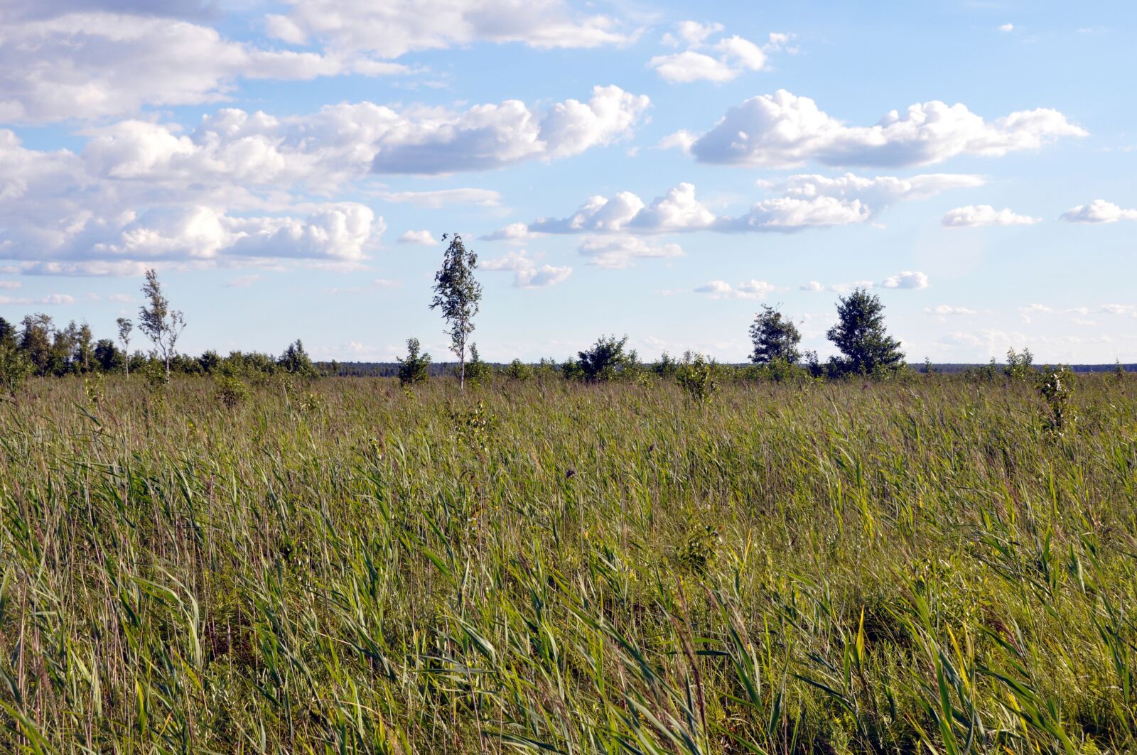 Nikon D90 sample photo. Biebrza, national, park photography