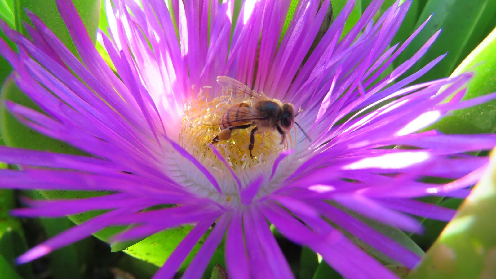 Canon PowerShot SX60 HS sample photo. Flower, bee, nature photography