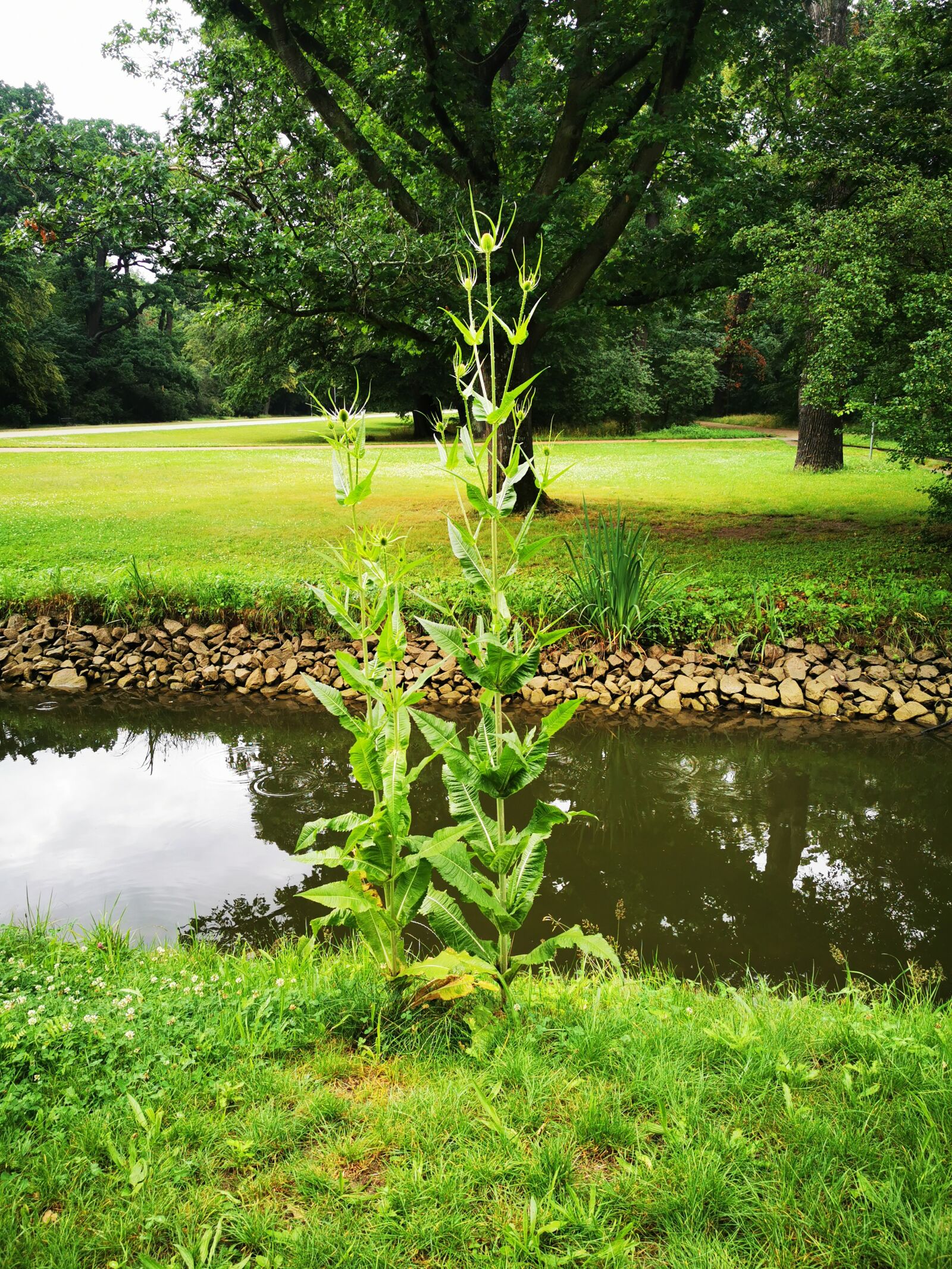 HUAWEI P30 Pro sample photo. Lake, meadow, park photography