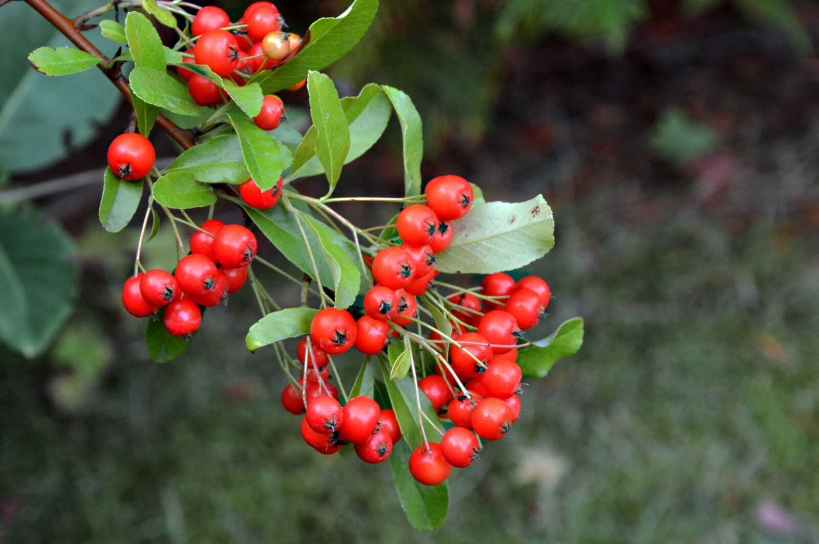 Nikon D3200 sample photo. Holly, ilex, berries photography