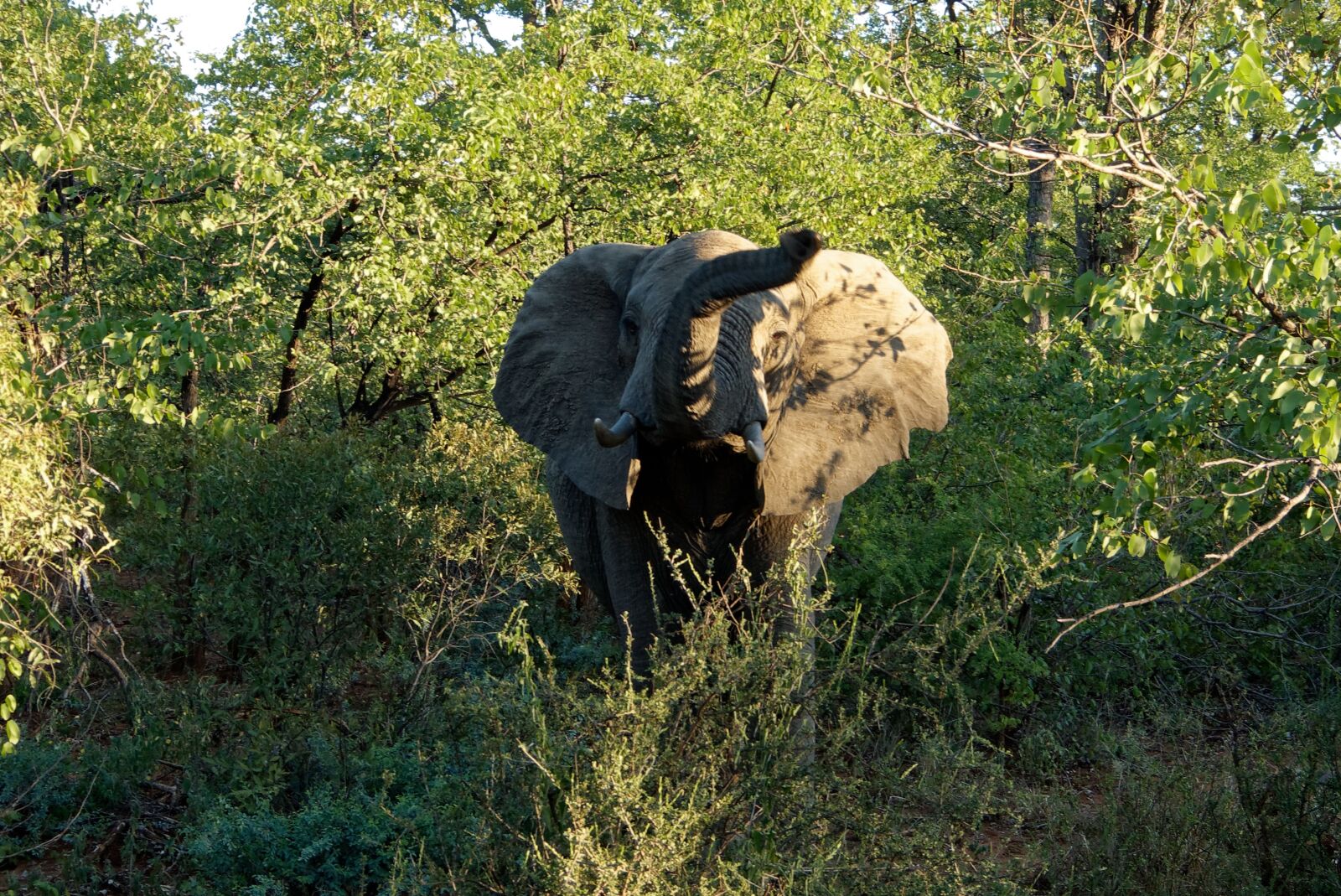 Panasonic Lumix DMC-FZ150 sample photo. Africa, kruger park, elephant photography