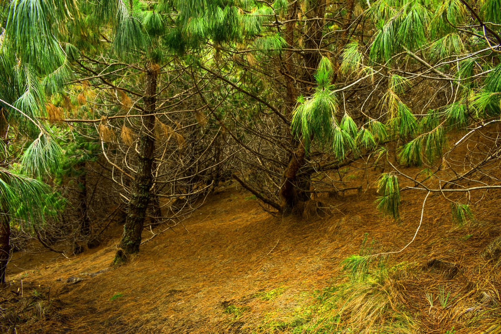 Nikon D3400 sample photo. Moss, stone, landscape photography