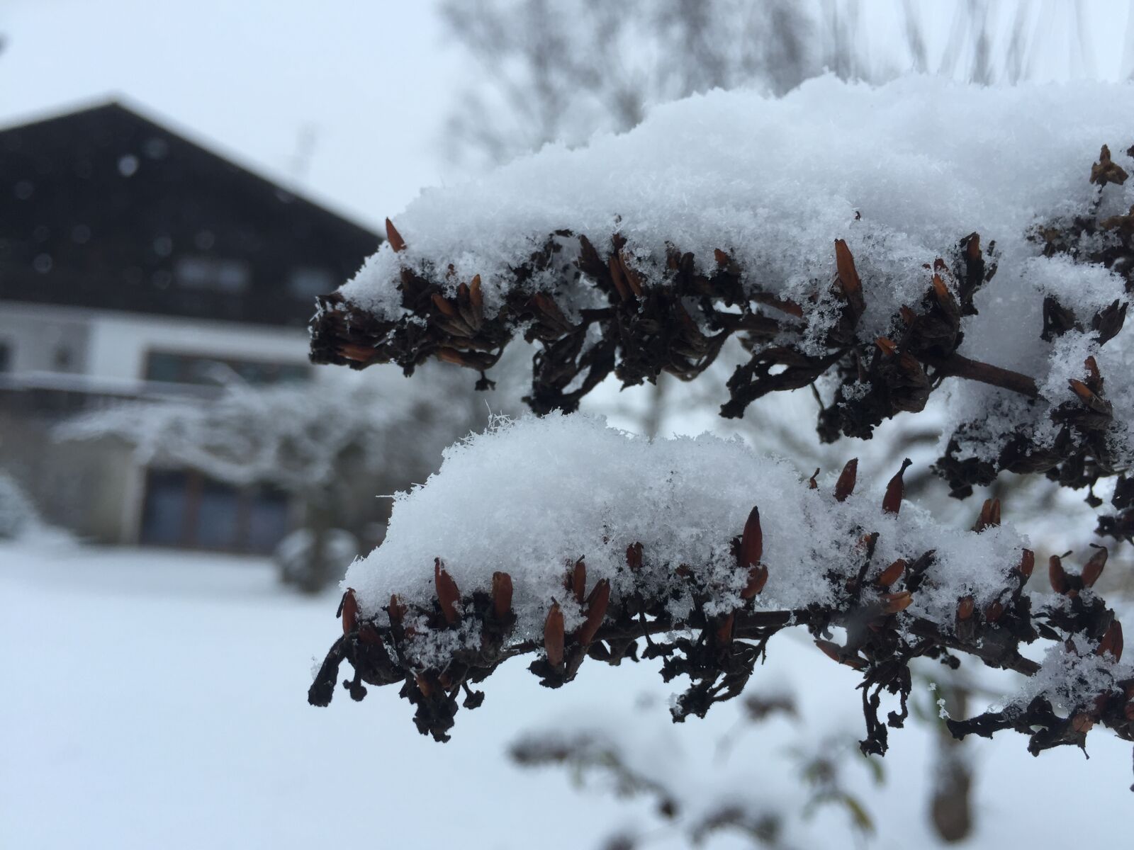 iPhone 6 back camera 4.15mm f/2.2 sample photo. Garden, snow photography
