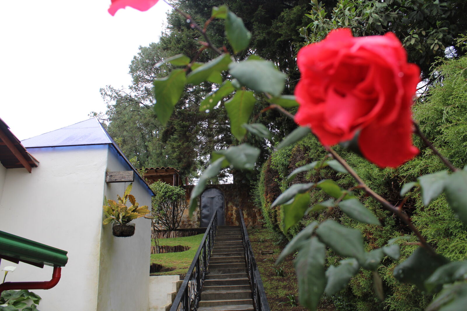 Canon EOS 1300D (EOS Rebel T6 / EOS Kiss X80) sample photo. Flower, gate, red, rose photography