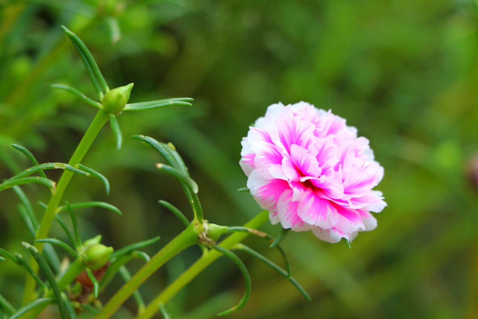 Canon EF-S 18-135mm F3.5-5.6 IS USM sample photo. Nature, smile, maruti photography