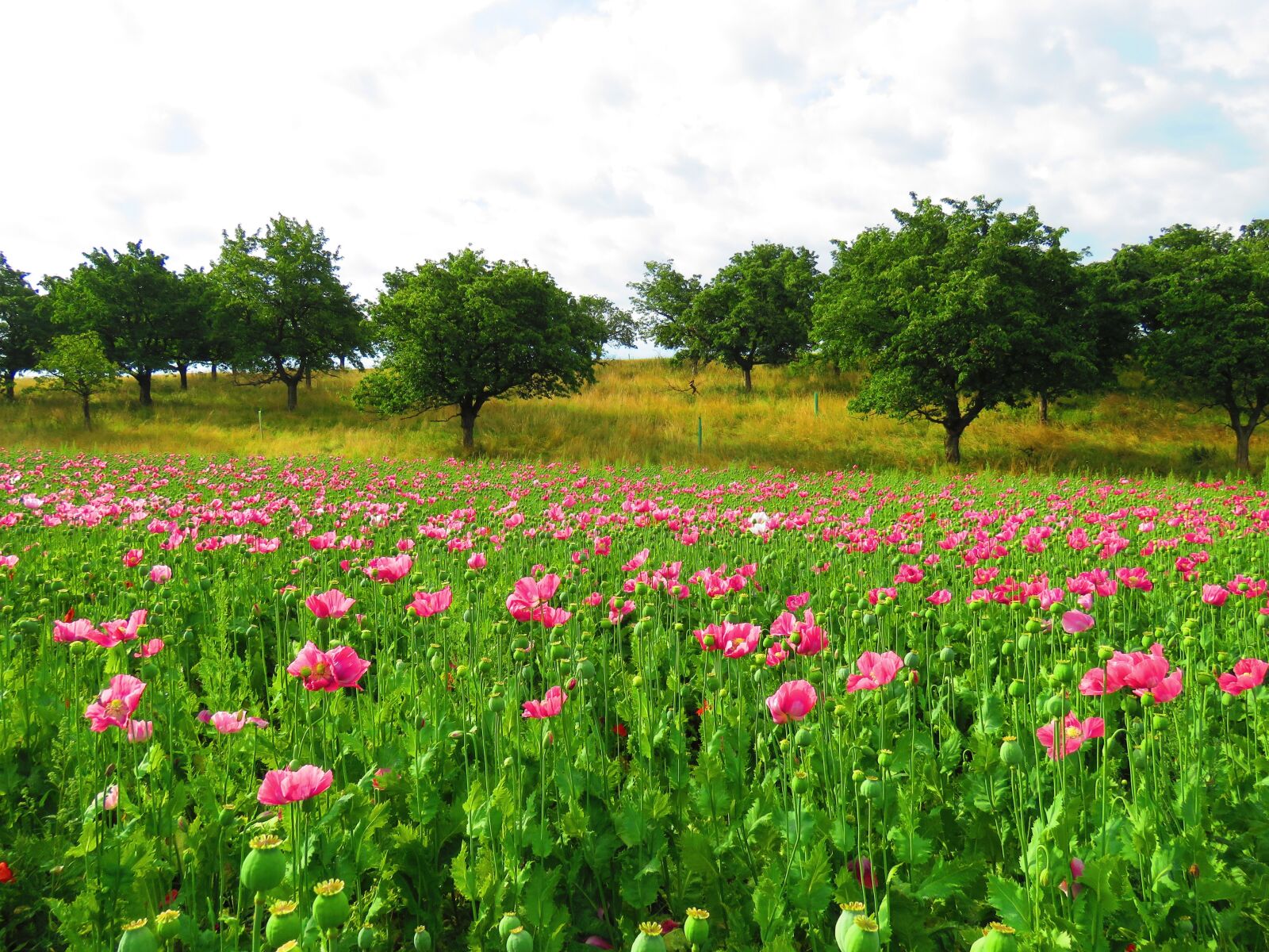 Canon PowerShot SX60 HS sample photo. Poppy, pink, blossom photography