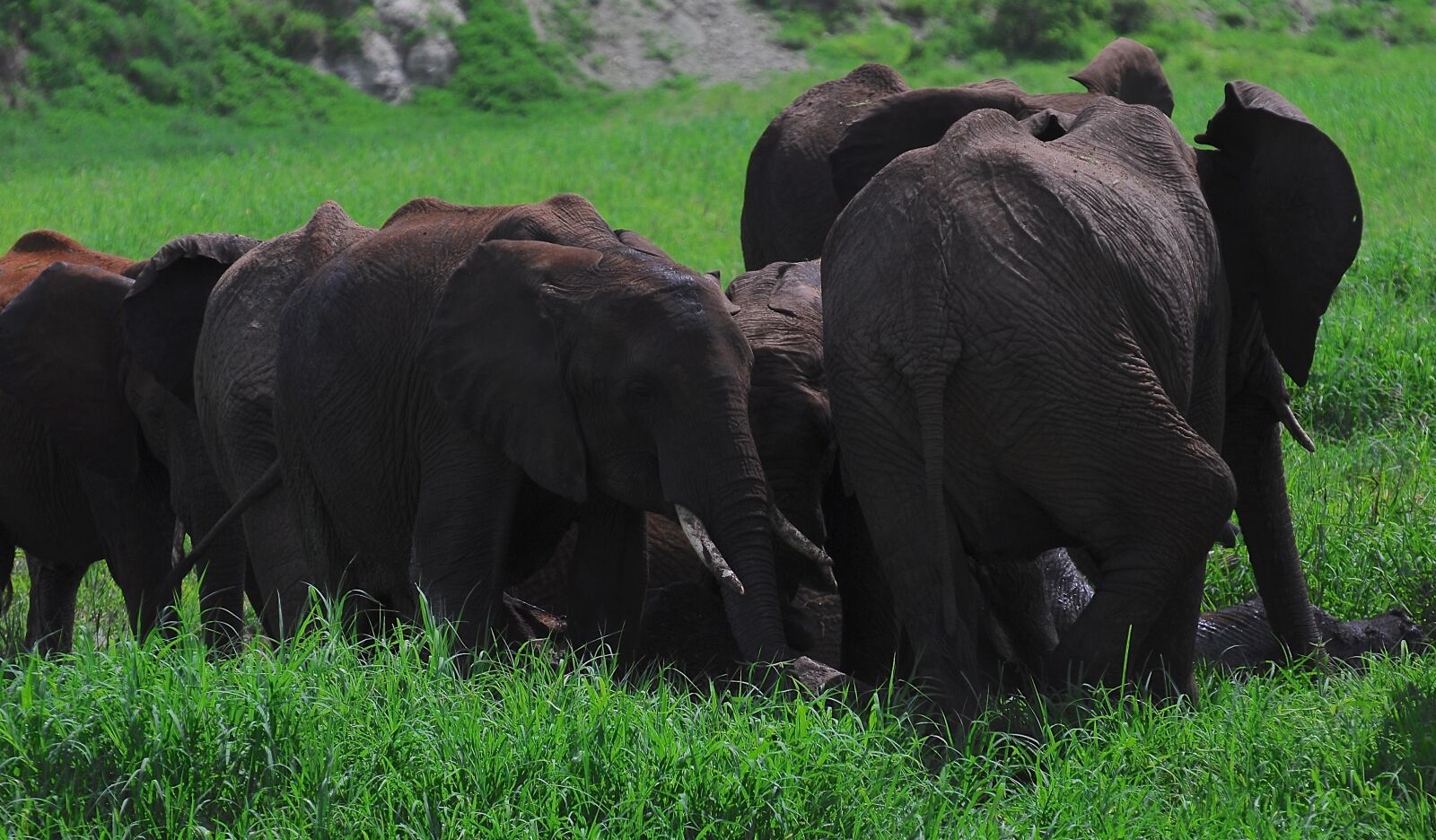 Nikon D200 sample photo. Elephant, skincare, elephants photography