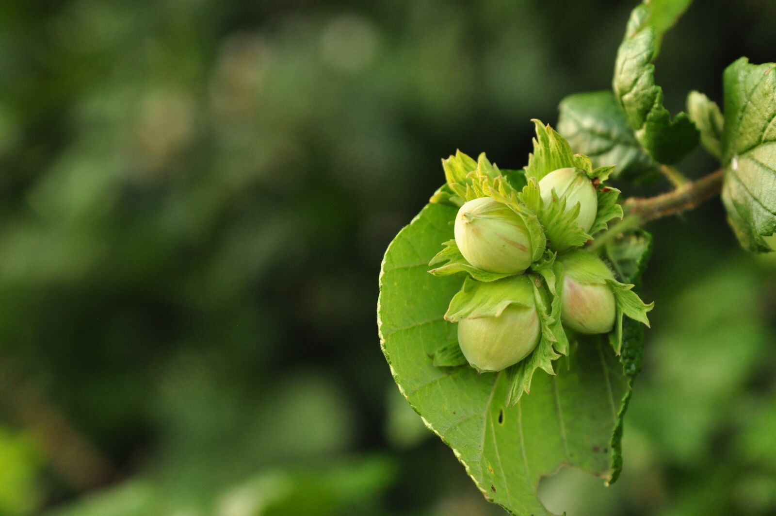 Nikon D90 sample photo. Hazelnuts, macro, plant photography