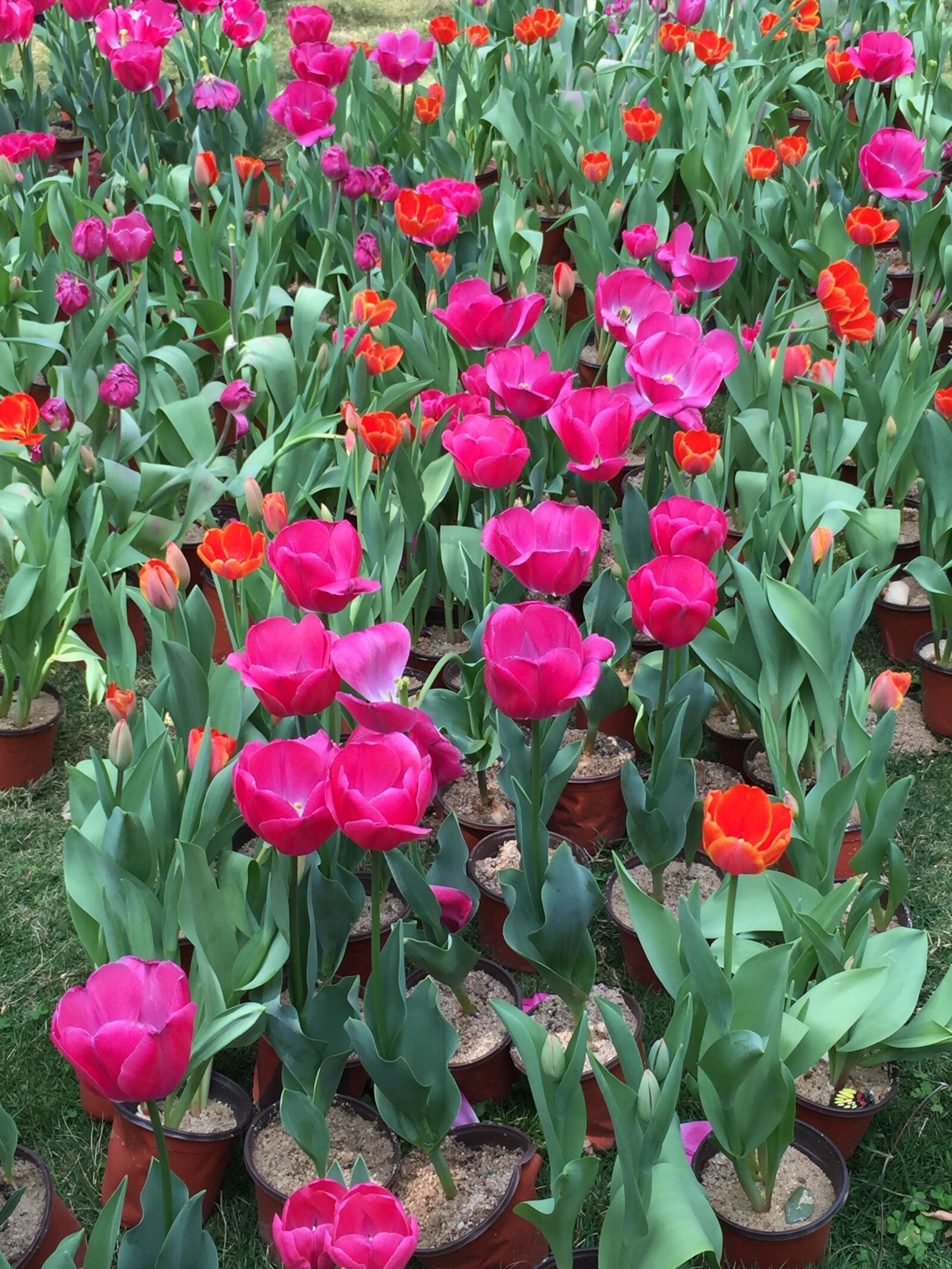 iPhone 6 Plus back camera 4.15mm f/2.2 sample photo. Flower, flora, garden photography