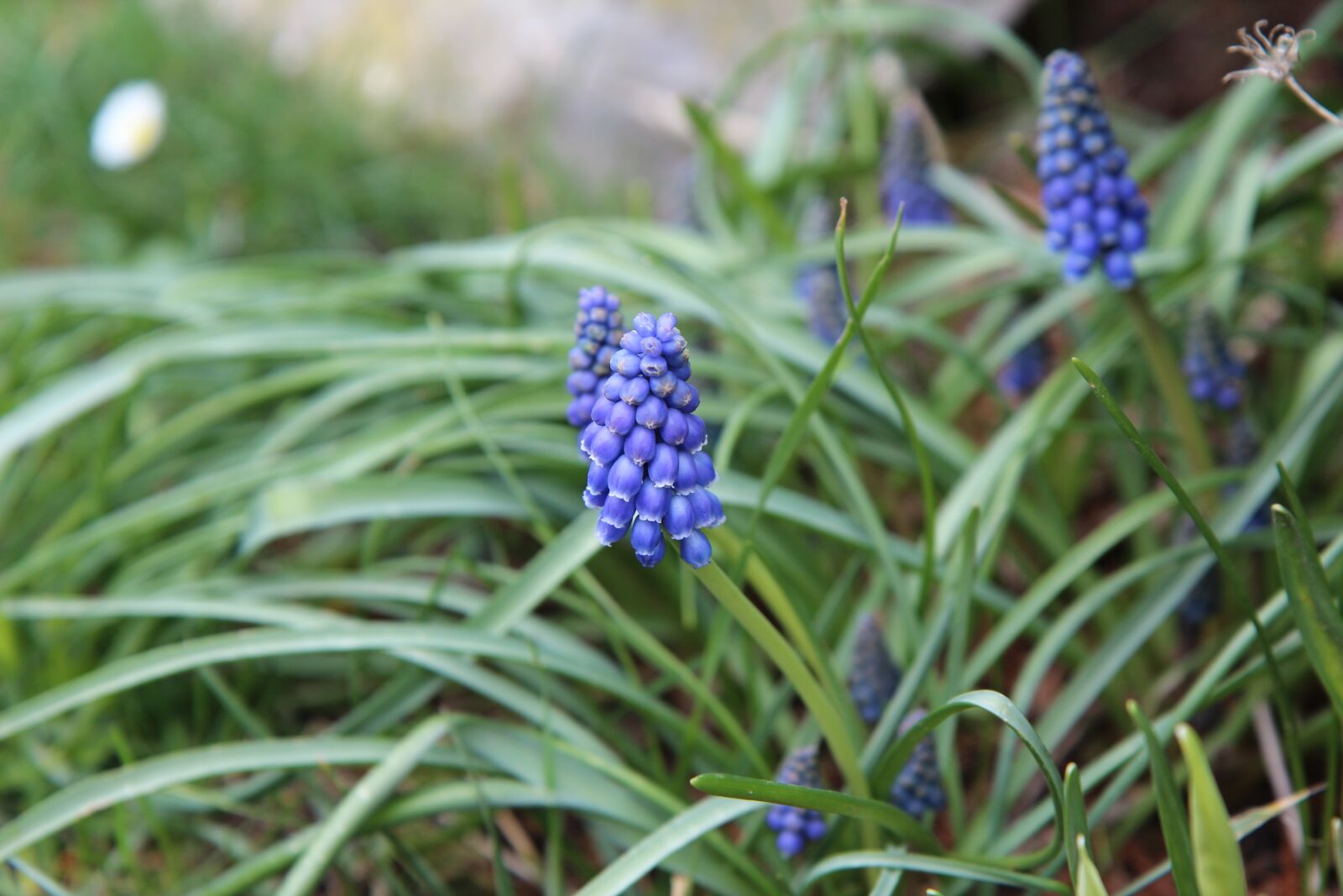Canon EOS 600D (Rebel EOS T3i / EOS Kiss X5) sample photo. Muscari, bulb, blue photography