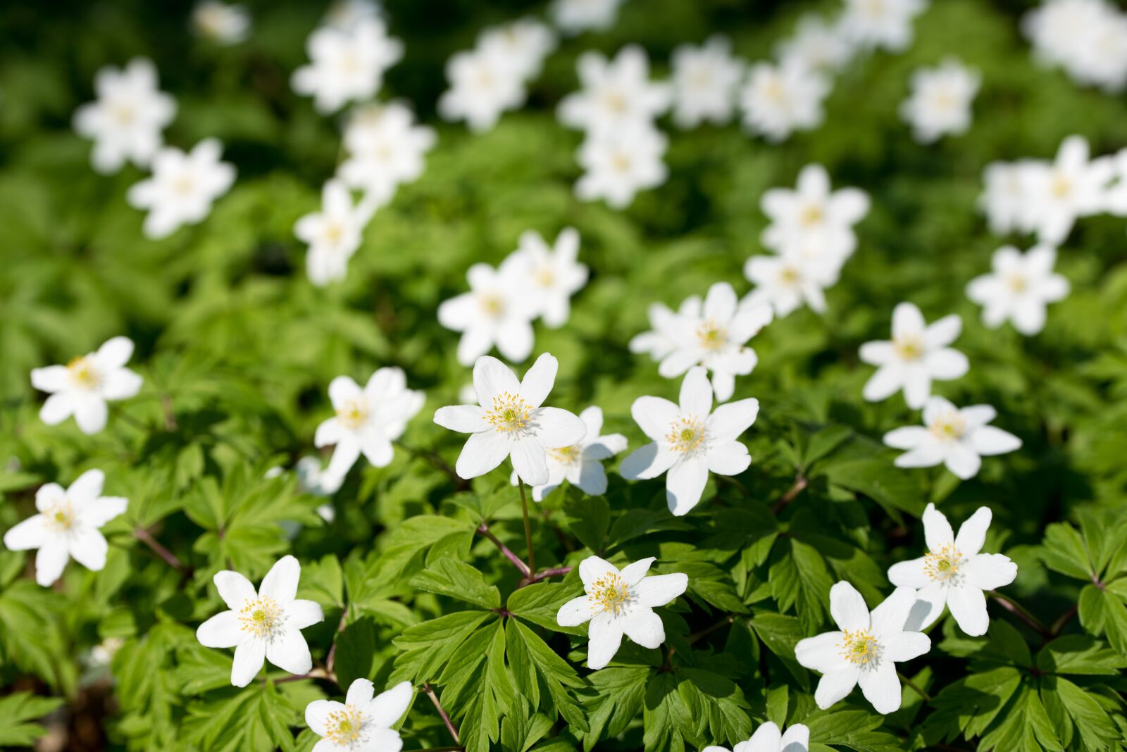 Nikon D750 sample photo. Anemone, flower, spring photography