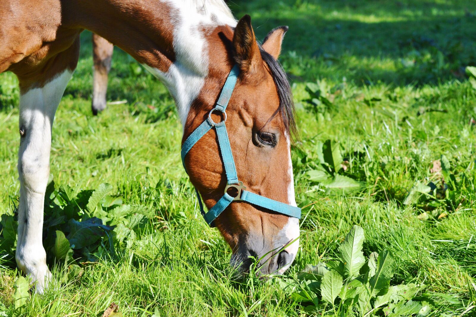 Nikon D3200 sample photo. Horse, ride, reiter photography