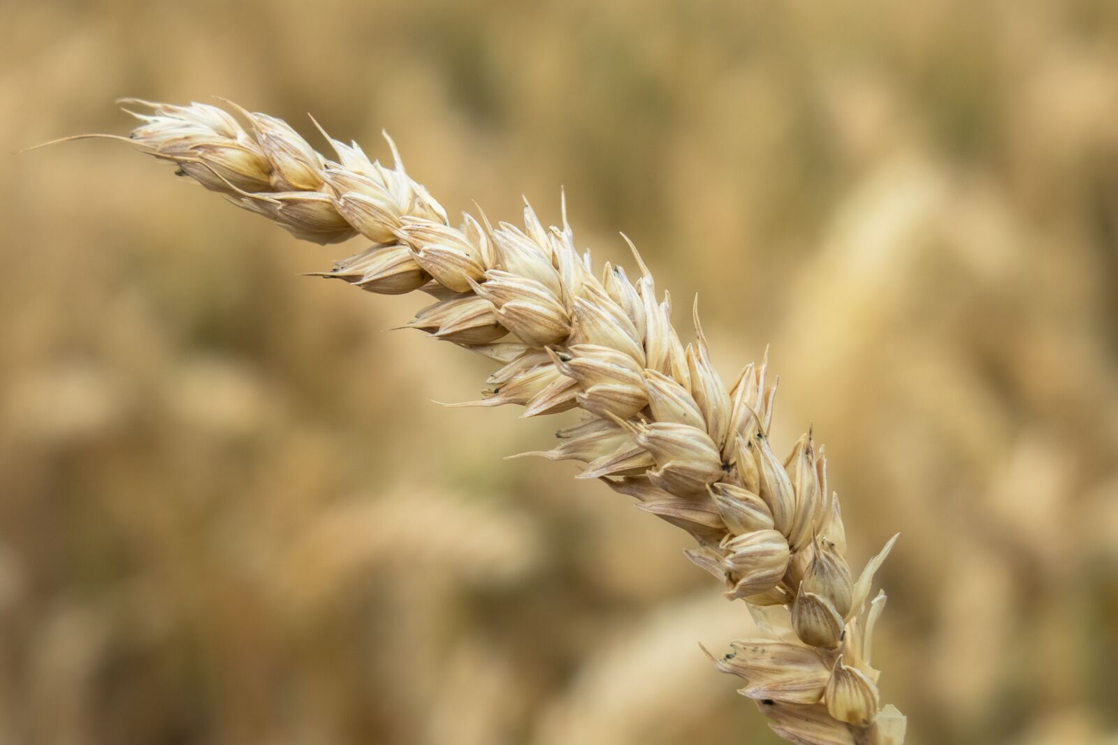 Canon PowerShot G3 X sample photo. Wheat, cereals, grain photography