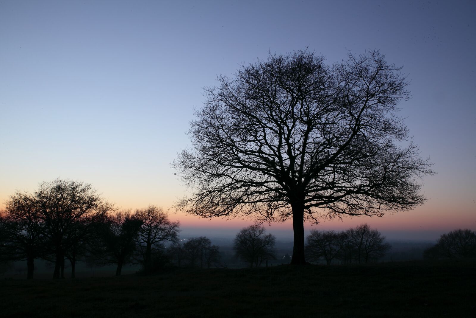 Canon EOS 5D Mark II sample photo. Sunset, the herbaria, trees photography