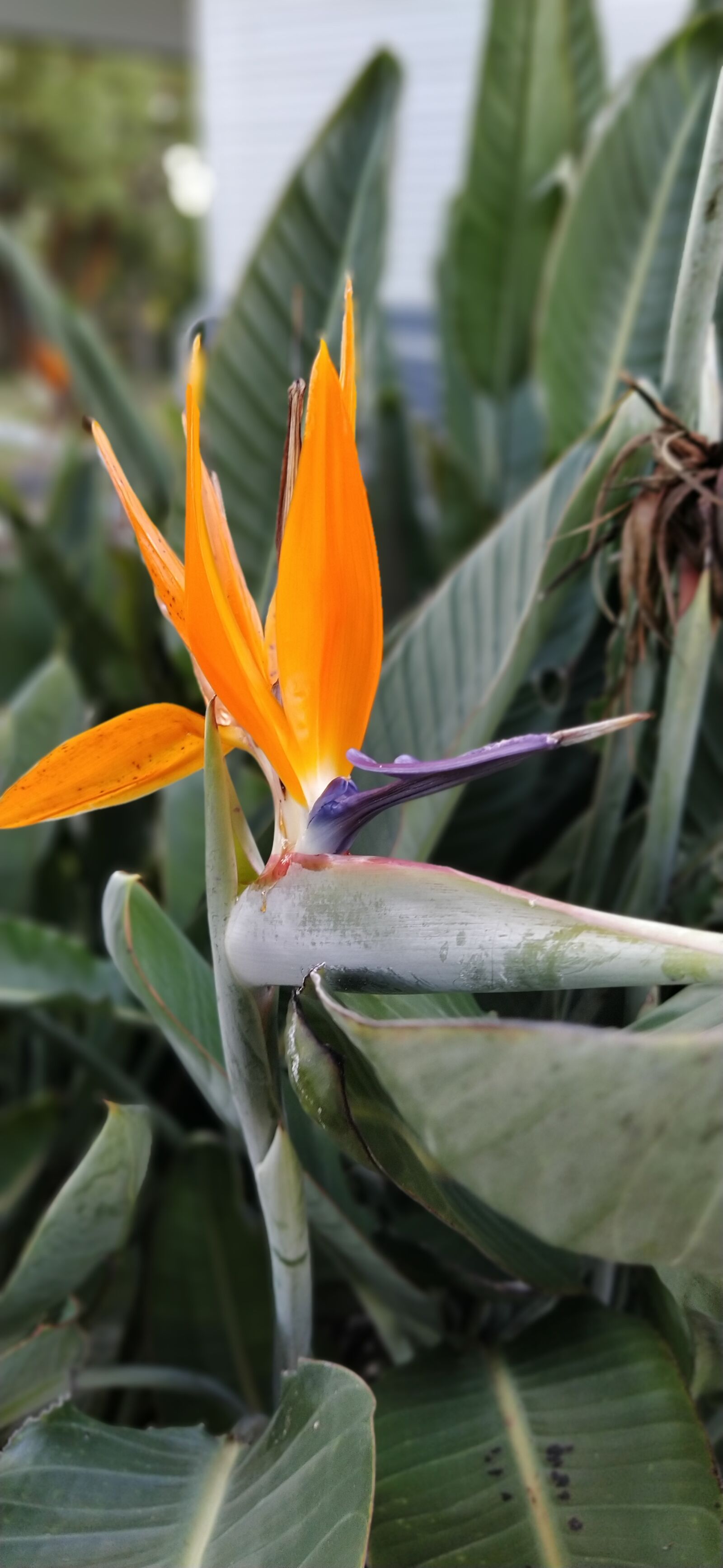 Xiaomi Mi A3 sample photo. Bird of paradise, flower photography