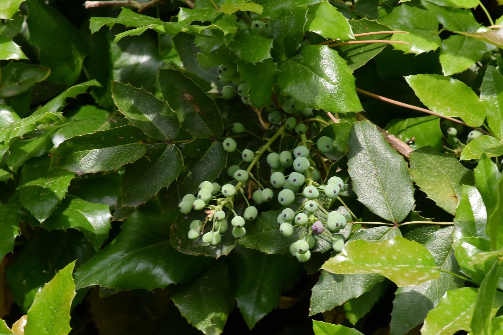 Nikon D5500 sample photo. Bushes, green leaves, plant photography