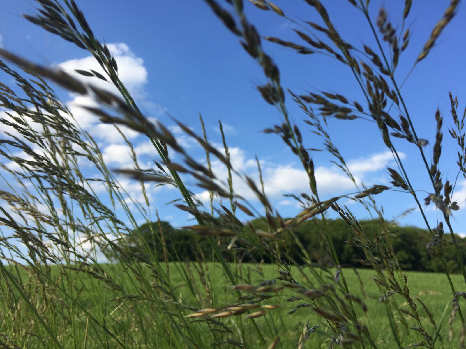 iPhone 6 back camera 4.15mm f/2.2 sample photo. Summer, wind, grass photography