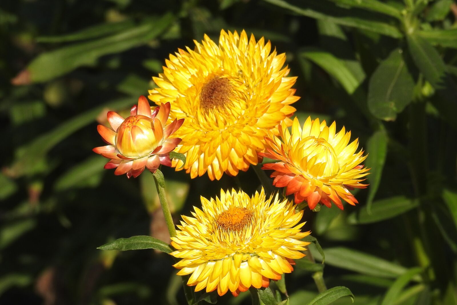Nikon Coolpix P900 sample photo. Straw flowers, yellow, flower photography