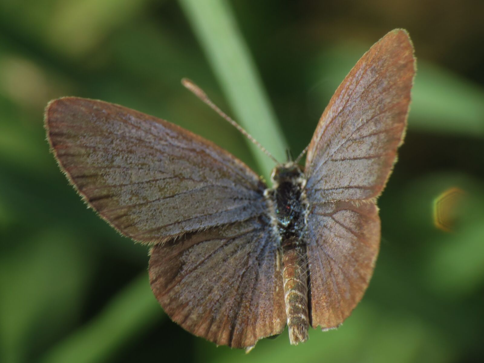 Canon PowerShot SX40 HS sample photo. Butterfly photography